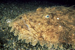 Rana pescatrice (Lophius piscatorius)