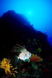 Pesce san pietro (Zeus faber)