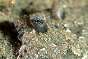 Rombo di rena (Bothus podas)