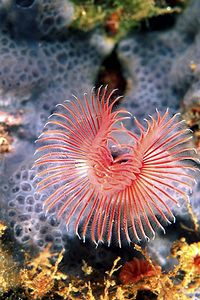 Serpula (Serpula vermicularis)