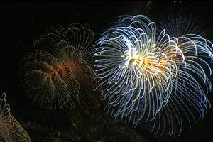 Spirografo (Sabella spallanzanii)