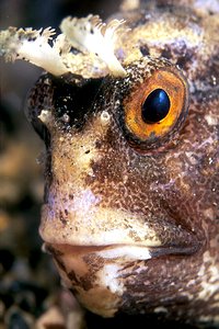 Bavosa occhiuta (Blennius ocellaris)