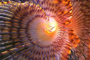 Spirografo (Sabella spallanzanii)