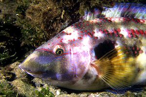 Tordo pavone (Symphodus tinca)