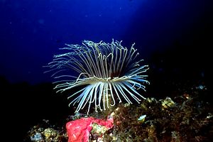 Cerianto (Cerianthus membranaceus)