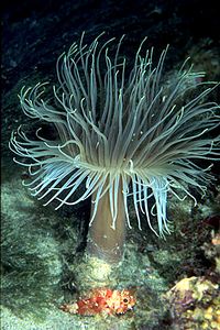 Cerianto (Cerianthus membranaceus)