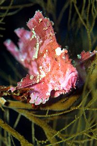 Pesce foglia (Taenianotus triacanthus)