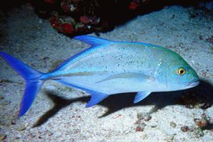 Carango pinne blu (Caranx melanpygus)