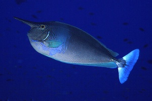 Pesce chirurgo unicorno (Naso brevirostris)