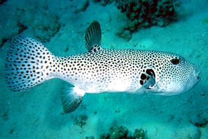 Pesce palla (Arothron stellatus)