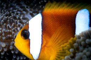 Pesce pagliaccio (Amphiprion bicinctus)