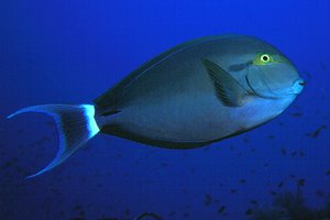 Pesce chirurgo (Acanthurus gahm)