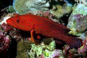 Cernia miniata (Cephalopholis miniata)