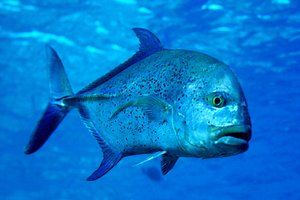 Carango pinne blu (Caranx melanpygus)