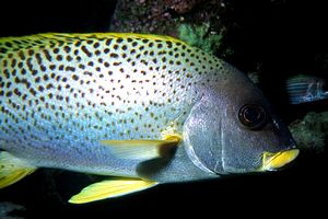 Gaterino tropicale (Plectorhinchus gaterinus)