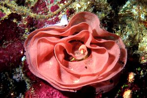 Ballerina spagnola (Hexabranchus sanguineus)