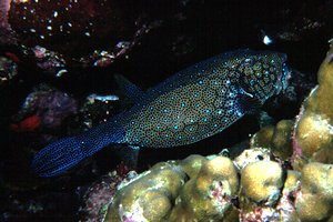 Pesce scatola cubo (Ostracion cubicus)
