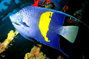 Pesce angelo maculato (Pomacanthus maculosus)