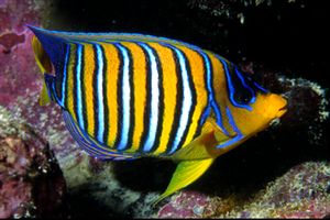 Pesce angelo (Pygoplites diacanthus)