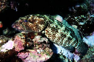 Cernia a macchie bianche (Epinephelus summana)