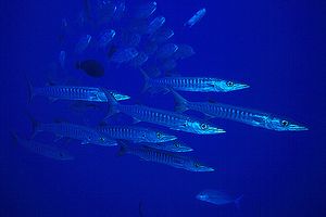 Barracuda pinna nera (Sphyraena qenie)