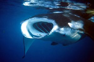 Manta (Manta birostris)