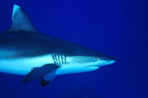 Squalo grigio del reef (Carcharhinus amblyrhynchos)