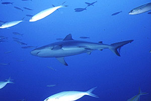 Squalo grigio del reef (Carcharhinus amblyrhynchos)