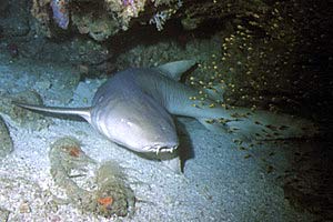 Squalo nutrice fulvo (Nebrius ferrugineus)