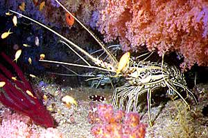 Aragosta (Panulirus versicolor)