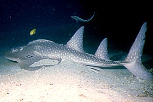 Razza chitarra bocca arcuata (Rhina ancylostoma)