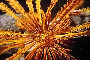 Crinoide (Oxycomanthus bennetti)