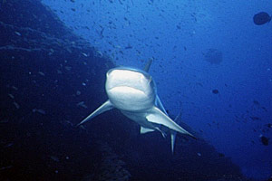 Squalo grigio del reef (Carcharhinus amblyrhynchos)