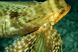 Pesce civetta (Dactylopterus volitans)