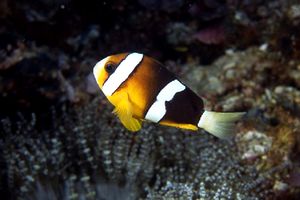 Pesce pagliaccio di Clark (Amphiprion clarkii)