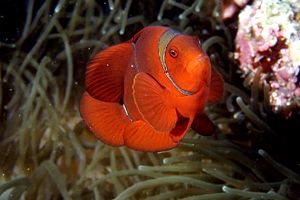 Pesce pagliaccio spinoso (Premnas biaculeatus)