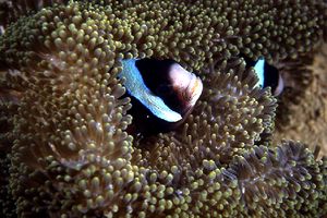 Pesce pagliaccio di Clark (Amphiprion clarkii)
