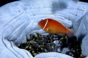 Pesce pagliaccio rosa (Amphiprion perideraion)