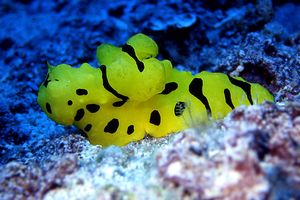 Notodoris (Notodoris minor)