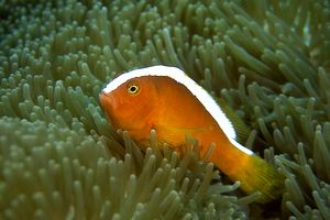 Pesce pagliaccio arancione (Amphiprion sandaracinos)