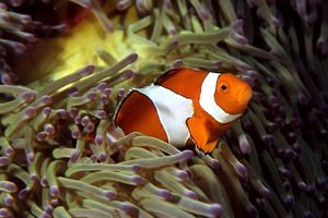 Pesce pagliaccio occidentale (Amphiprion ocellaris)