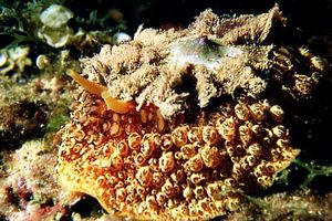 Lumaca ad ombrello (Umbraculum umbraculum)