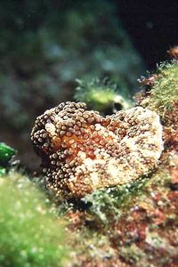 Attinia alice (Alicia mirabilis)