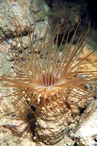 Cerianto (Cerianthus membranaceus)