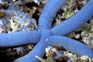 Stella Marina (Linckia laevigata)