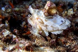 Pesce foglia (Taenianotus triacanthus)