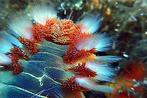 Vermocane (Hermodice carunculata)