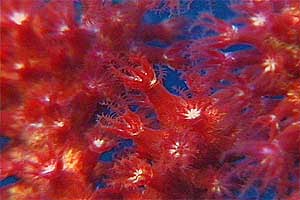 Gorgonia rossa (Paramuricea clavata)