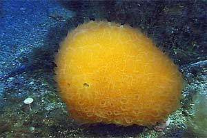 Tunicato conico (Aplidium conicum)