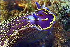 Doride dipinto (Hypselodoris picta)